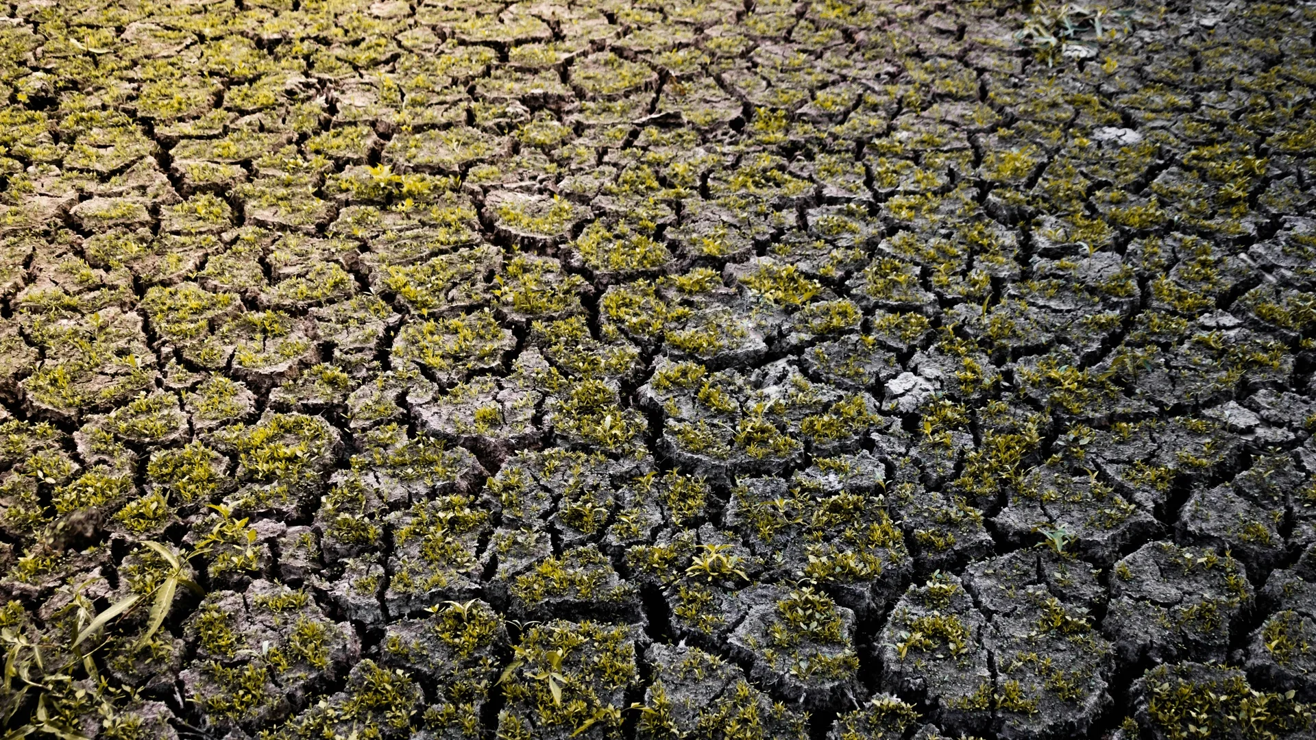 Climate Change, Vulnerabilities, and Migration: Insights from Ecological Migrants in Bangladesh